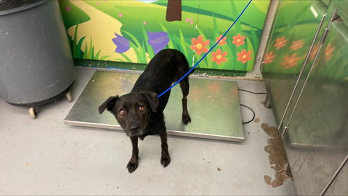 TOOTSIE - American Staffordshire Terrier available for adoption