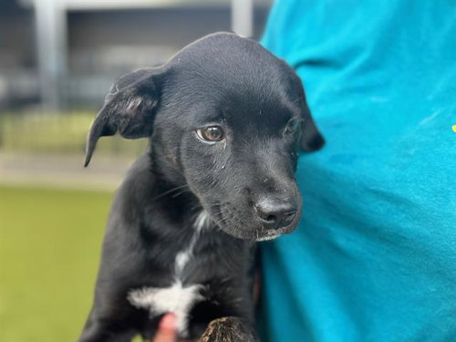 CASEY JONES - American Staffordshire Terrier available for adoption
