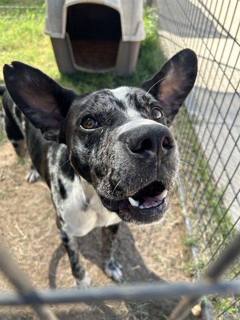 LEONARDO - Catahoula Leopard Dog available for adoption