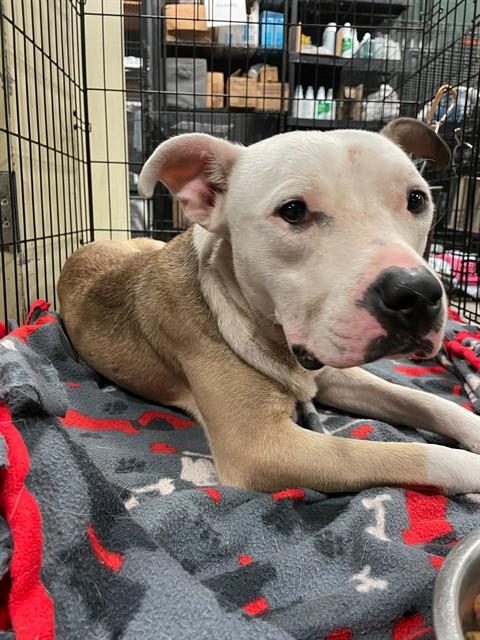 MICHELANGELO - Pit Bull Terrier available for adoption