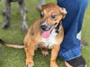 adoptable Dog in Waco, TX named JUMBA