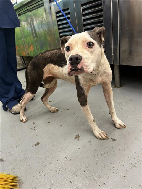REEF - American Staffordshire Terrier available for adoption