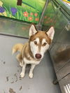 adoptable Dog in Waco, TX named HAMMER