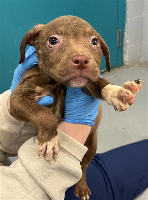 GEORGIE - Pit Bull Terrier available for adoption
