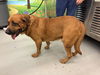 adoptable Dog in  named GORDO