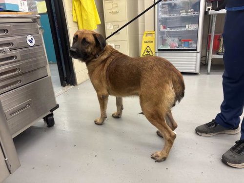 SHADOW - Bullmastiff available for adoption