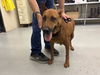 adoptable Dog in  named CHICKIES