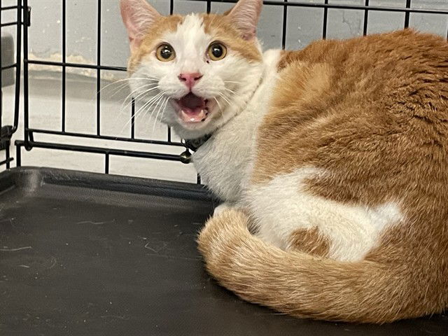 adoptable Cat in Waco, TX named TIGER