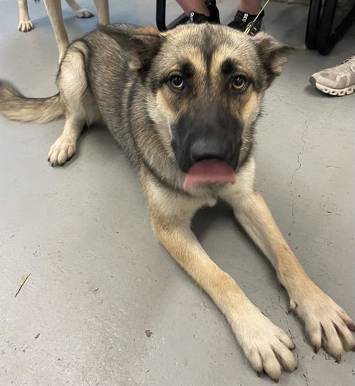 AMALIA - German Shepherd Dog available for adoption