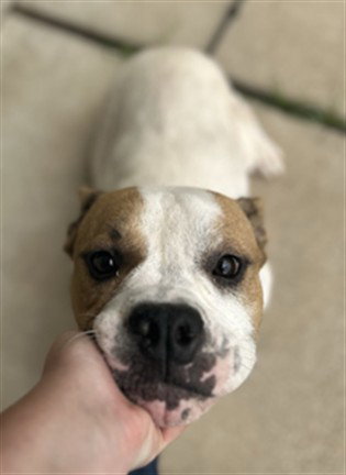 RESPITE - English Bulldog available for adoption