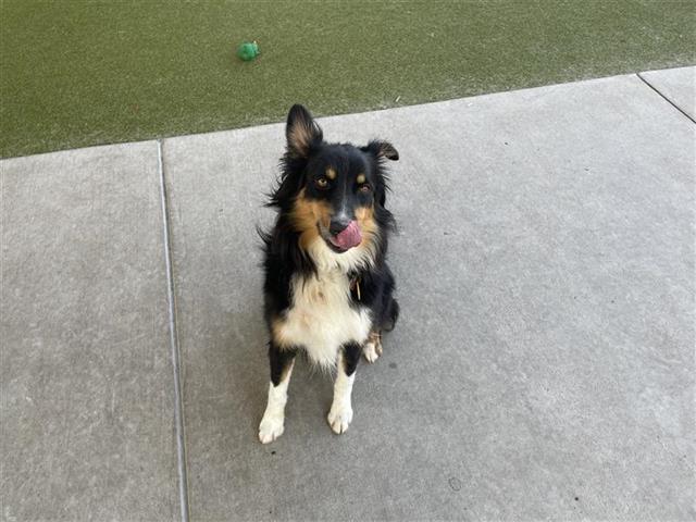 adoptable Dog in Waco, TX named RIVER