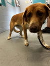 adoptable Dog in  named HOOPER
