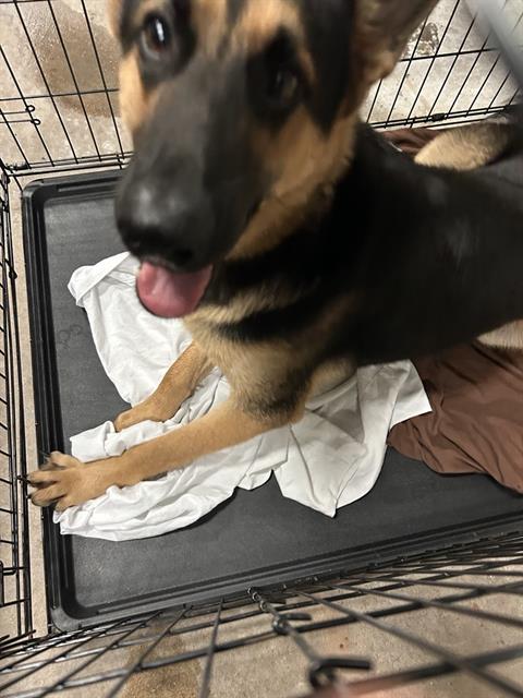 adoptable Dog in Waco, TX named RIPLEY
