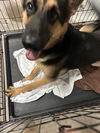 adoptable Dog in  named RIPLEY