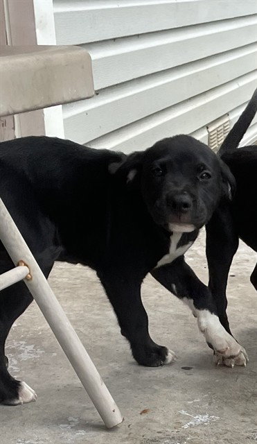 BASKING - Labrador Retriever / Pit Bull Terrier available for adoption