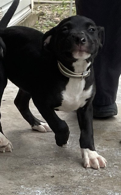 CHOMPERS - Labrador Retriever / Pit Bull Terrier available for adoption