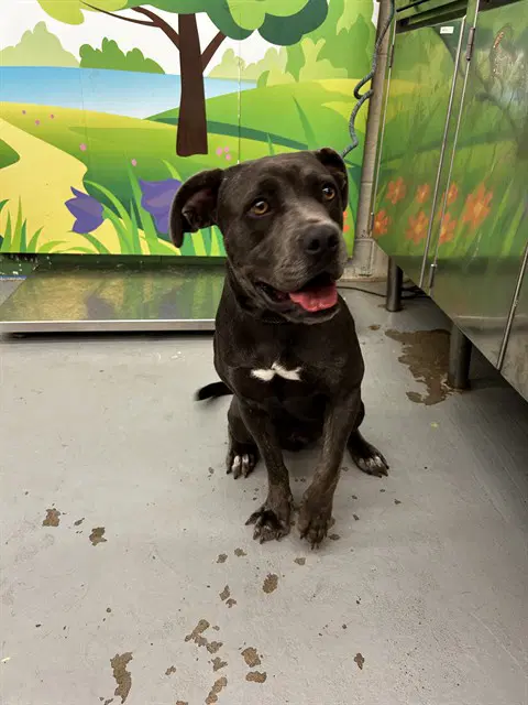 Marina - Pit Bull Terrier
