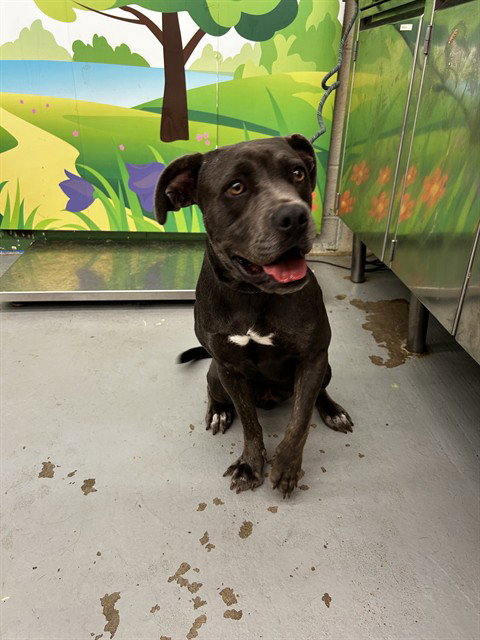 MARINA - Pit Bull Terrier available for adoption