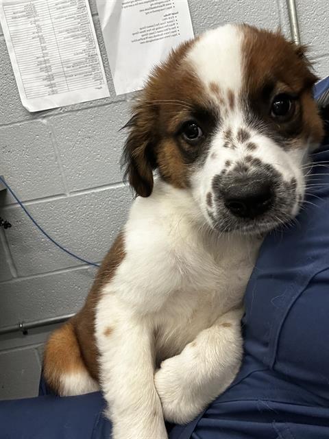 adoptable Dog in Waco, TX named SHELLY