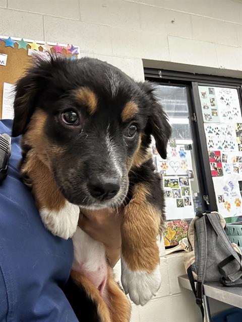 adoptable Dog in Waco, TX named SPLASH