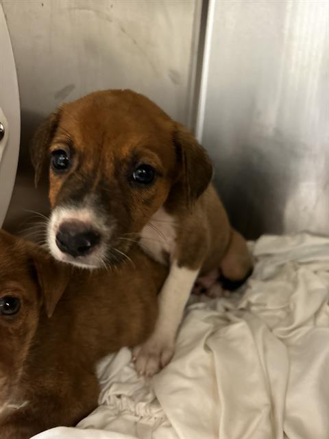 adoptable Dog in Waco, TX named SHARKNADO