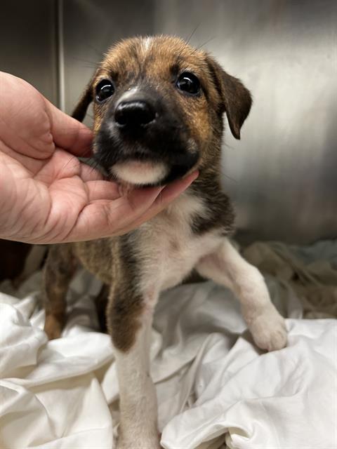 adoptable Dog in Waco, TX named AQUAMAN
