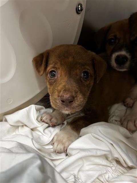 adoptable Dog in Waco, TX named THE MEG