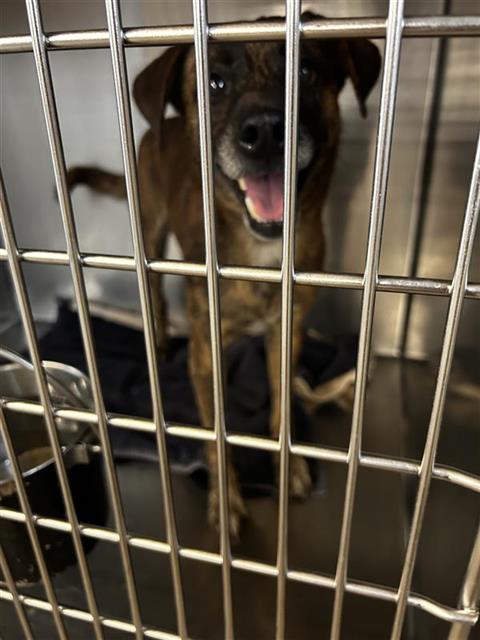 adoptable Dog in Waco, TX named BLITZ