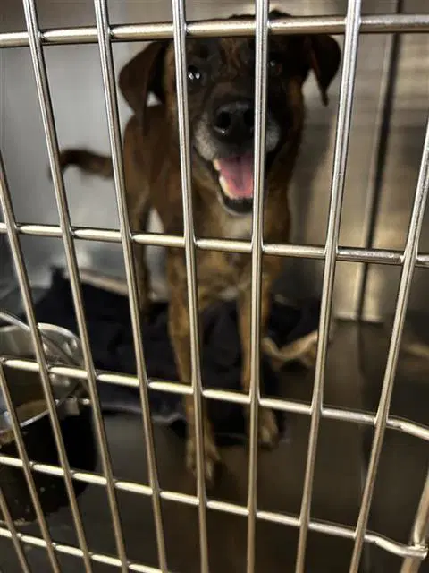 Blitz - Catahoula Leopard Dog