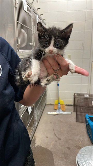 adoptable Cat in Waco, TX named A116631