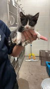 adoptable Cat in  named A116631