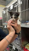 adoptable Cat in  named A116632