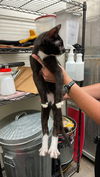 adoptable Cat in  named A116633