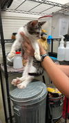 adoptable Cat in  named A116634