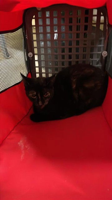 adoptable Cat in Waco, TX named A116635