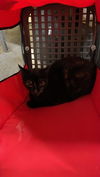 adoptable Cat in  named A116635