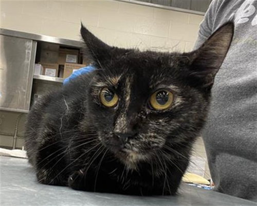 SUSHI - Domestic Short Hair available for adoption