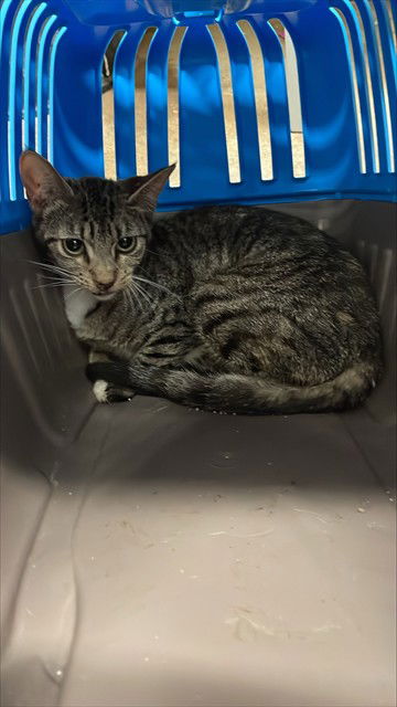 adoptable Cat in Waco, TX named A116636