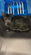adoptable Cat in  named A116636