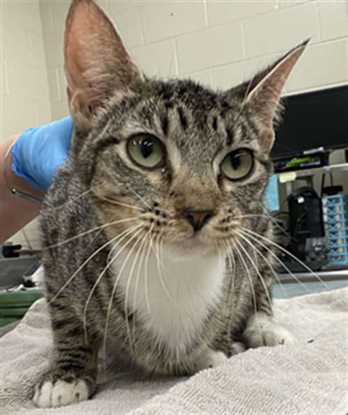 FISH STICK - Domestic Short Hair available for adoption