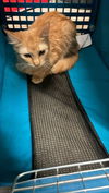 adoptable Cat in  named A116637