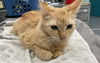 adoptable Cat in  named GUPPIE