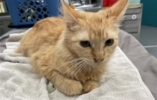 GUPPIE - Domestic Medium Hair available for adoption