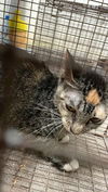 adoptable Cat in  named A116638
