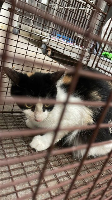 adoptable Cat in Waco, TX named A116639