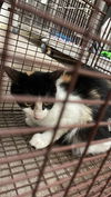 adoptable Cat in  named A116639