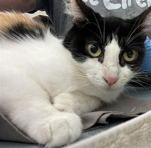 SHORTFIN - Domestic Short Hair available for adoption
