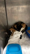 adoptable Cat in  named A116641