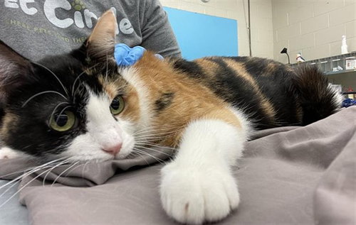 PURR-ANHA - Domestic Short Hair available for adoption