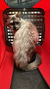 adoptable Cat in  named A116642